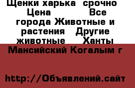 Щенки харька! срочно. › Цена ­ 5 000 - Все города Животные и растения » Другие животные   . Ханты-Мансийский,Когалым г.